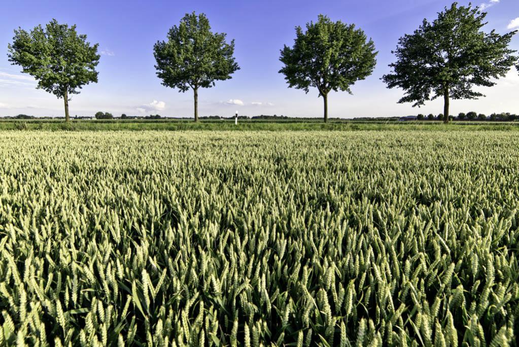 Grünes Feld mit Bäumen klein