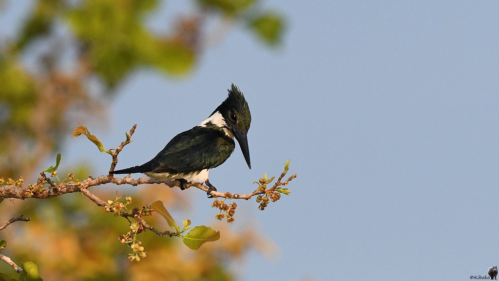 Grünfischer (green Kingfisher)

s1187 RioClaro GreenKingfisher 8348