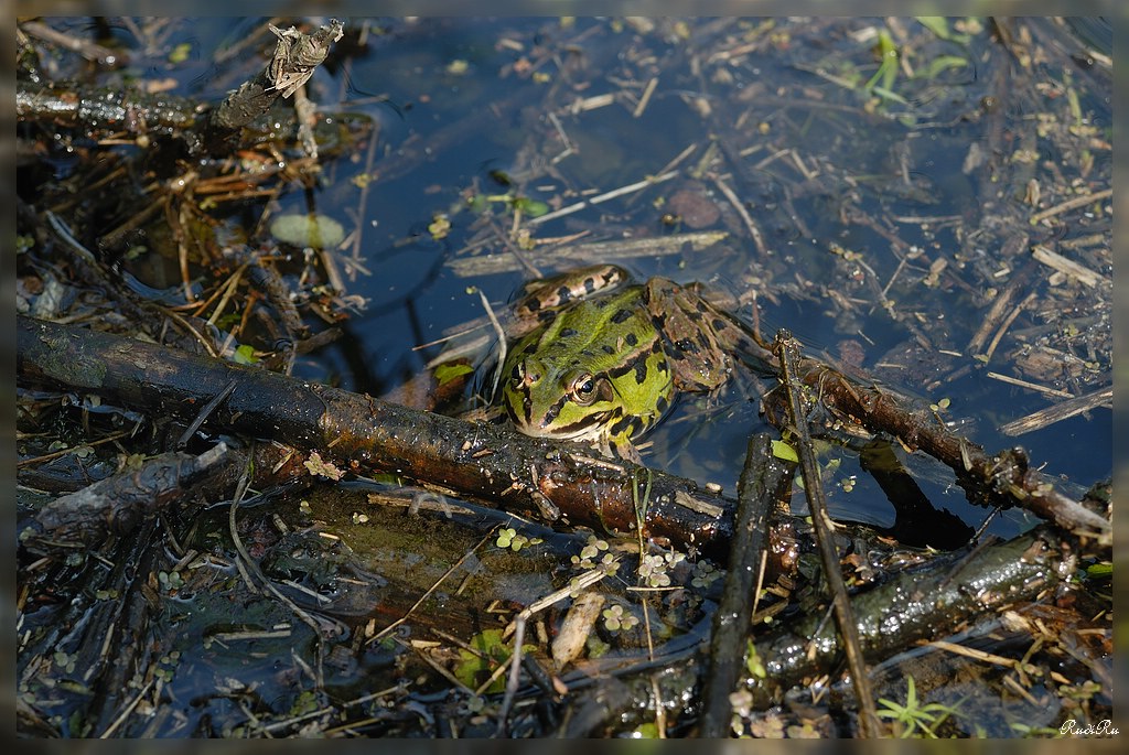 Grünfrosch