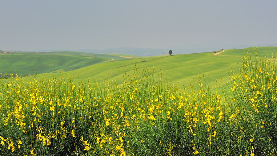 grüngelbe Crete