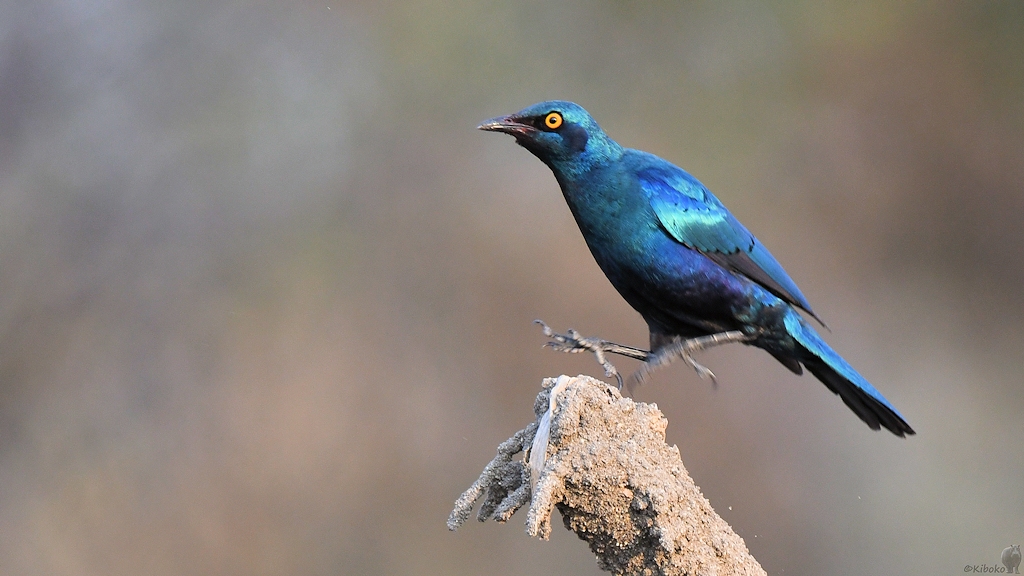 Grünschwanz Glanzstar (Greater Blue-eared Starling)
Katavi Nationalpark

s892 Katavi Greater Blue eared Starling 5823
