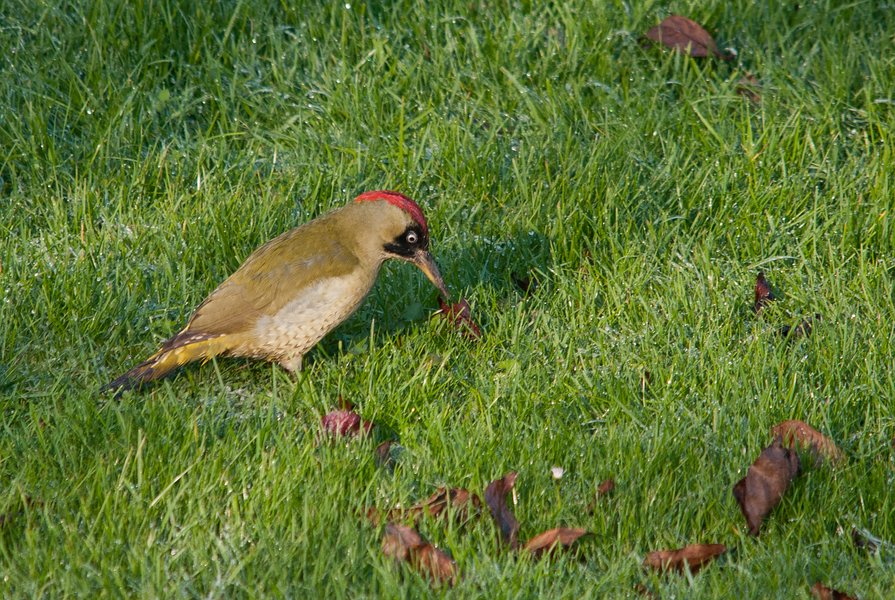 Grünspecht November