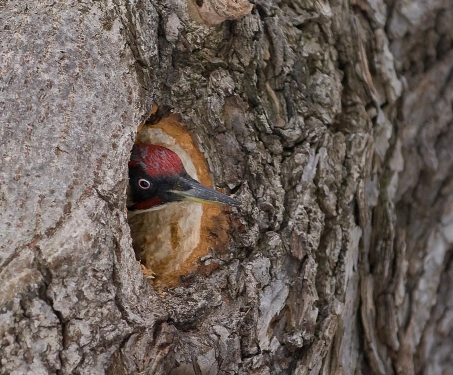 Grünspecht, zu Hause im Baum Nr. 137, Park des Britzer Schlosses, Berlin-Neukölln
DSC 4089 Kopie