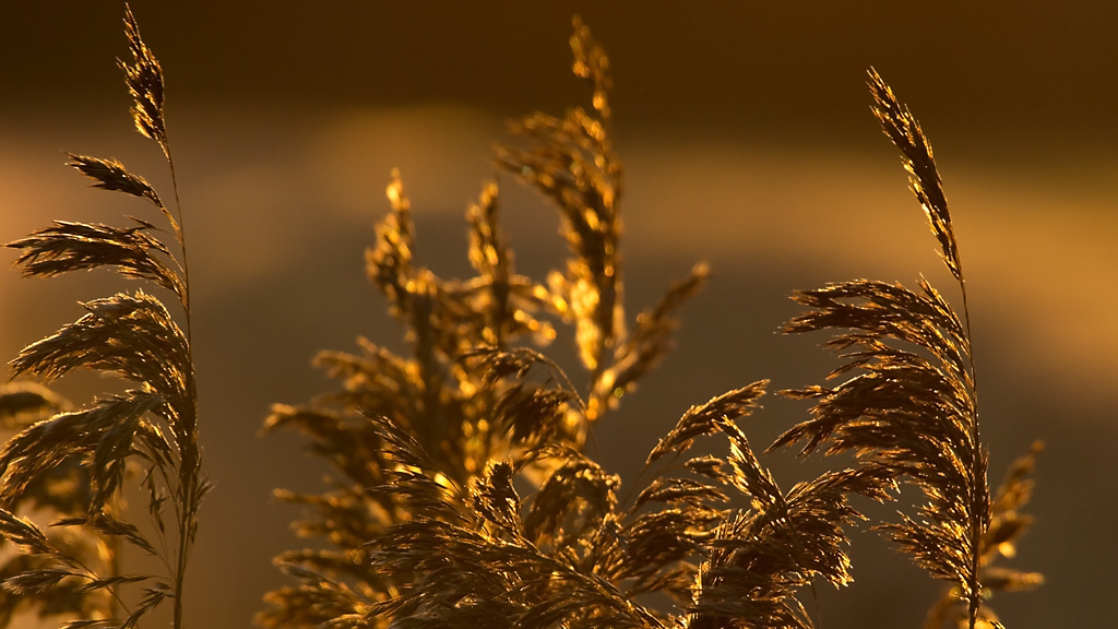 Graeser im Sonnenaufgang