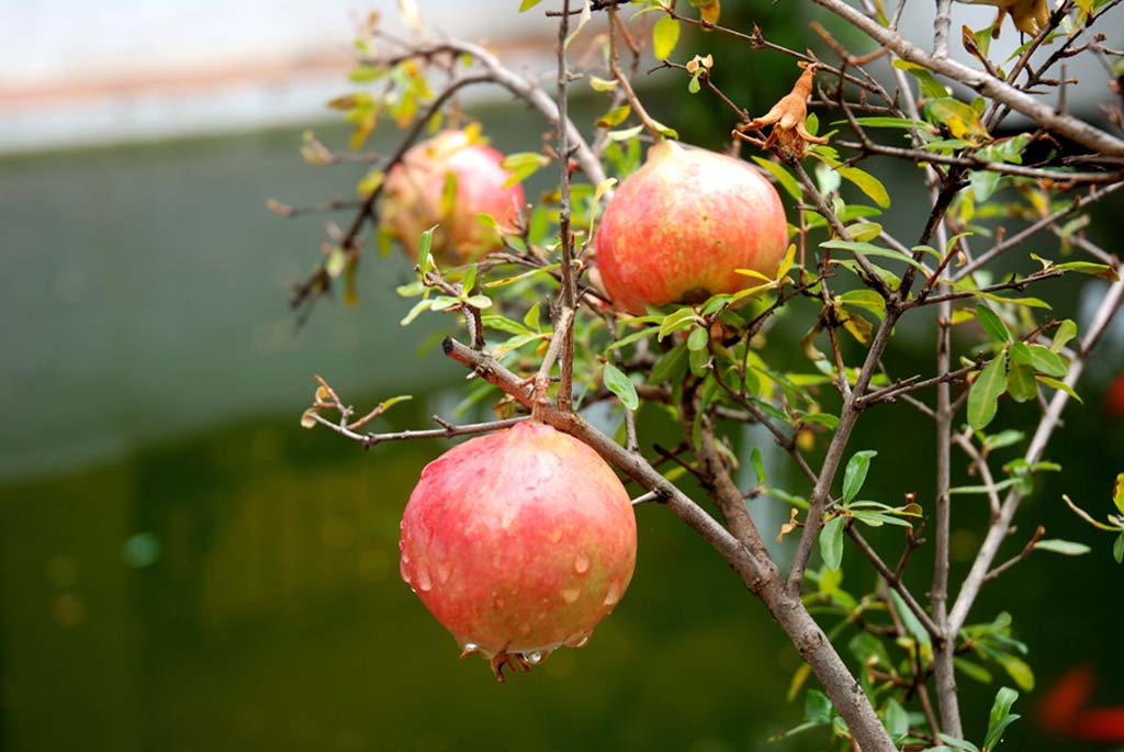 Granada - Granatapfel, der Namensgeber von Granada