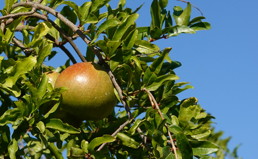 granatapfel.jpg