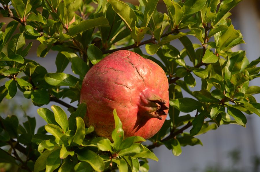 Granatapfel