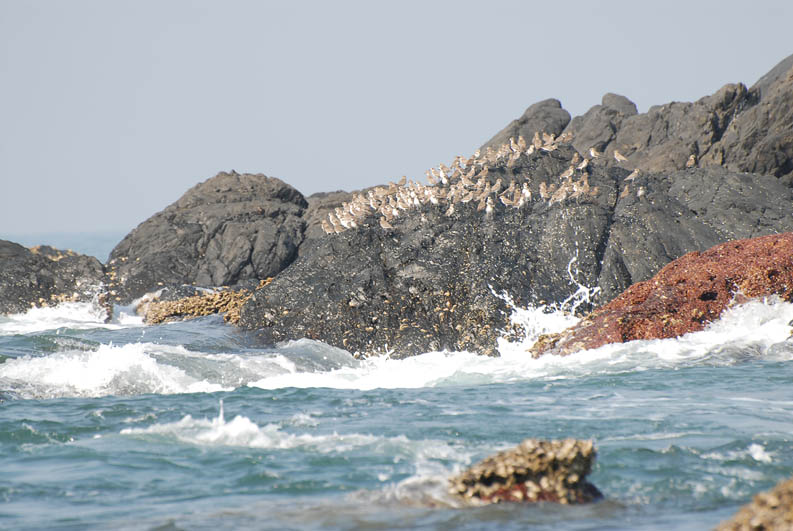 Grande Island (Goa)