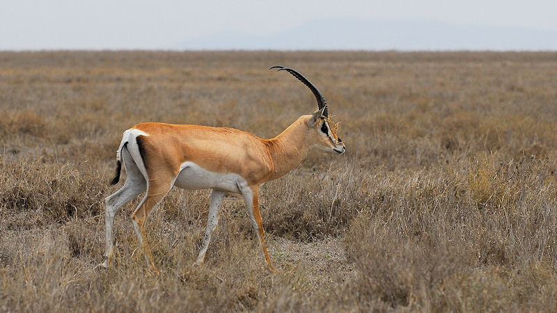 Grantgazelle mit Kopfschmuck
auf der Langgrassavanne zwischen
Naabi Hill und Seronera in der Serengeti