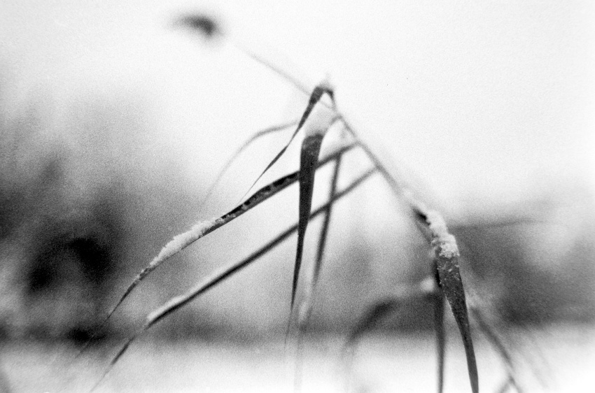 Gras 1