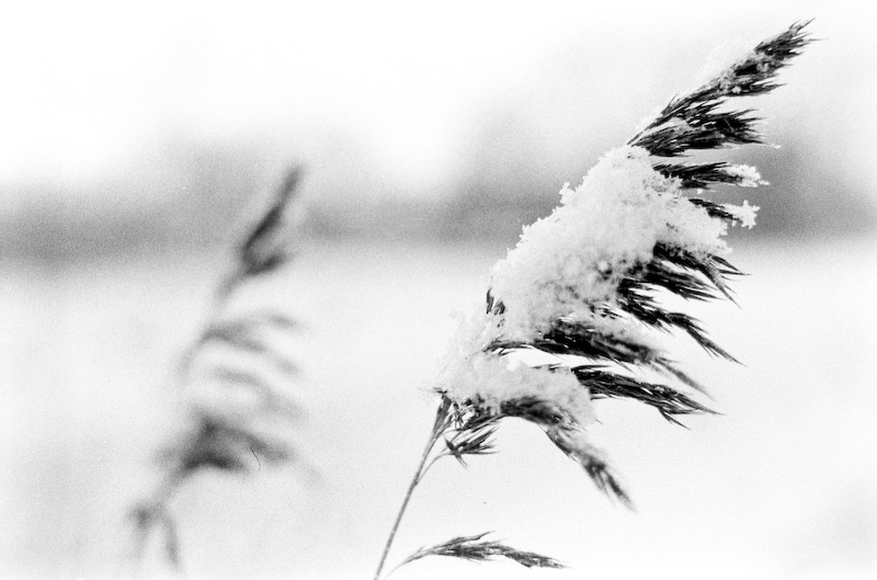 Gras 4