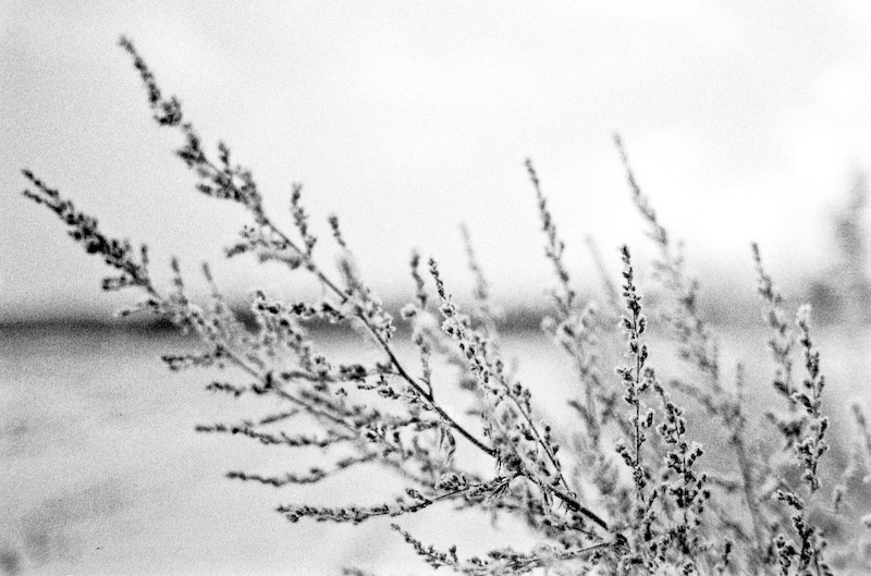 Gras 5
