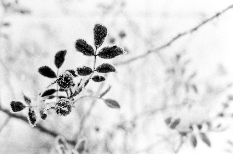 Gras 6