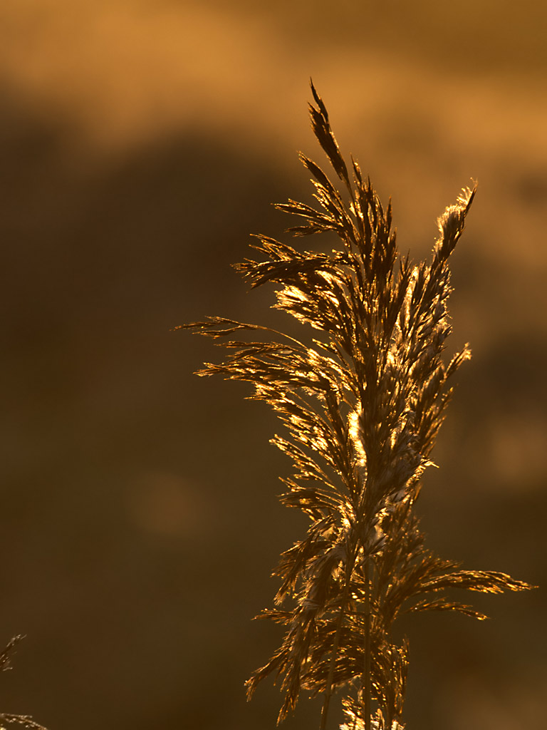 Gras im Sonneanaufgang
