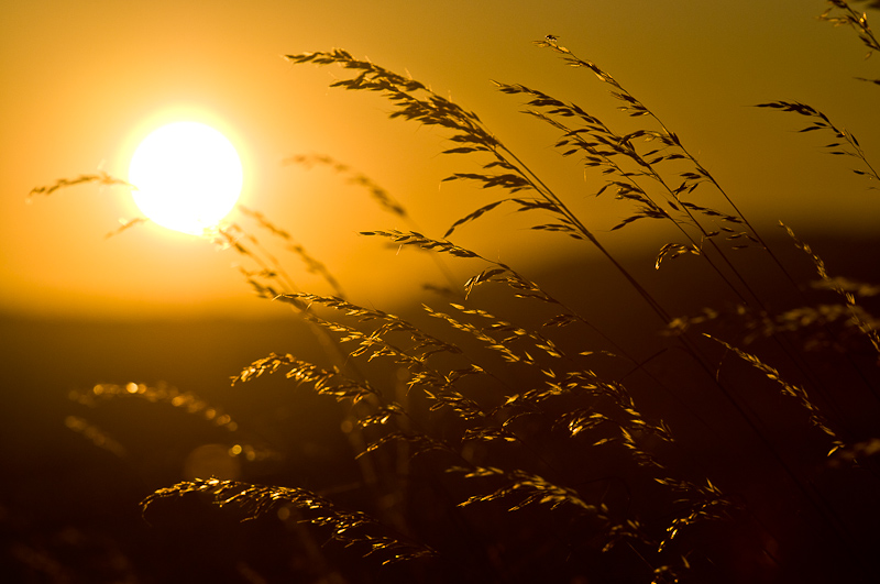 Gras in Bad Leonfelden