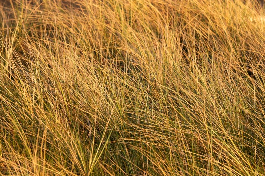 Gras klein