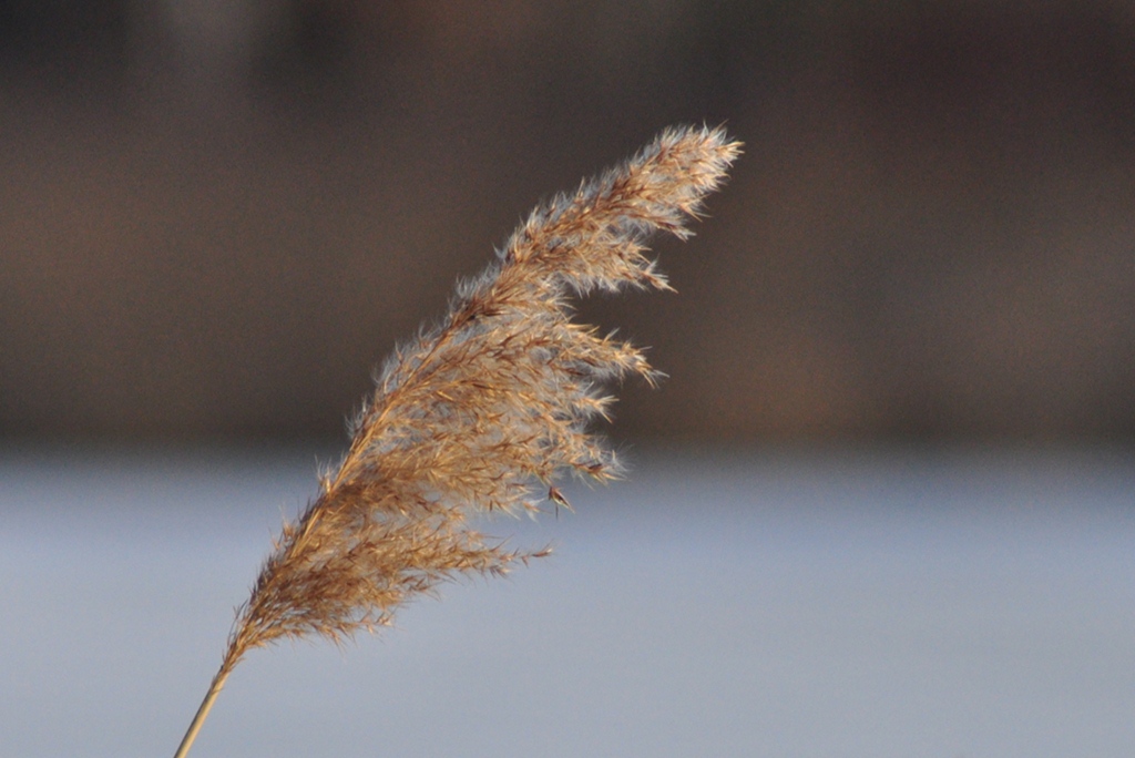 Gras