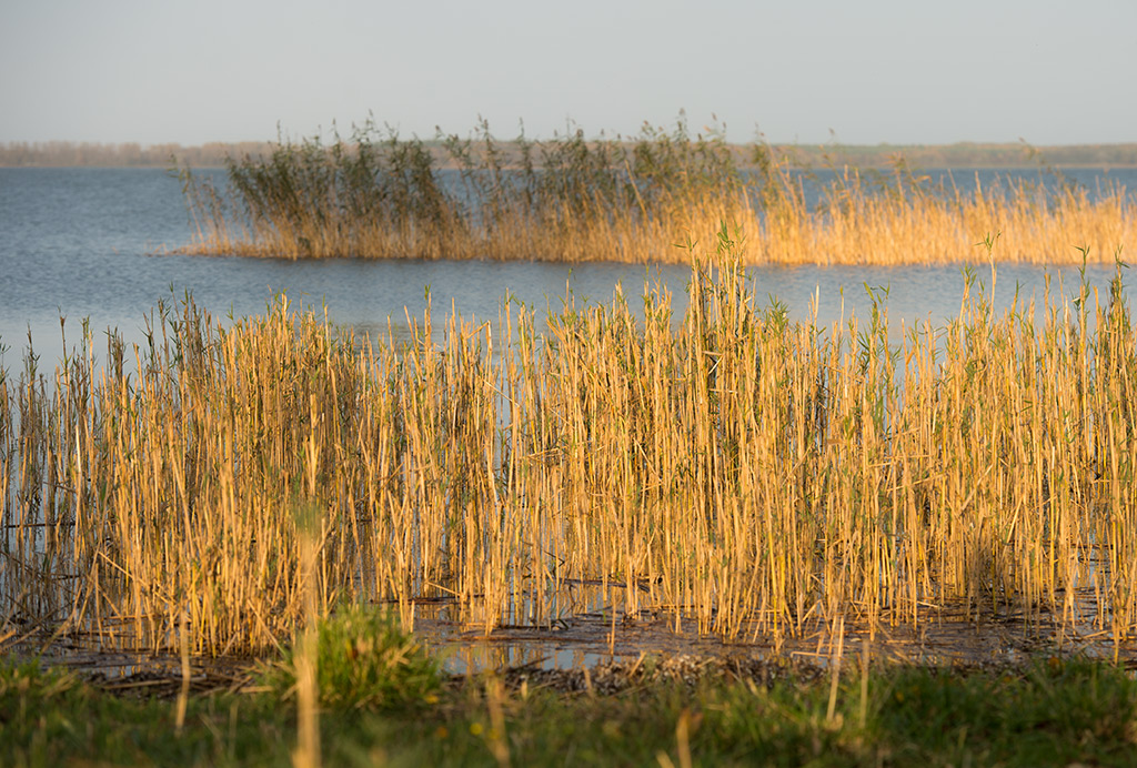 gras