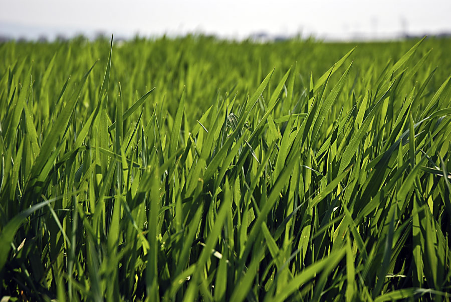 Gras