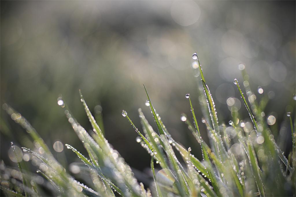 Gras