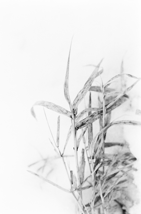Gras