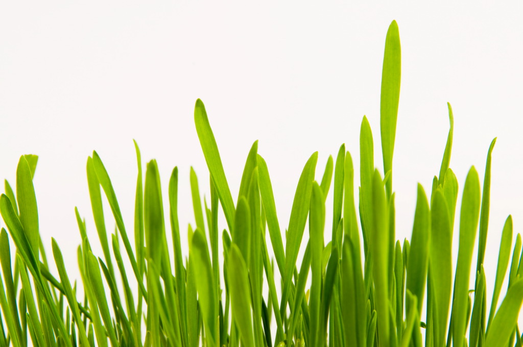 gras