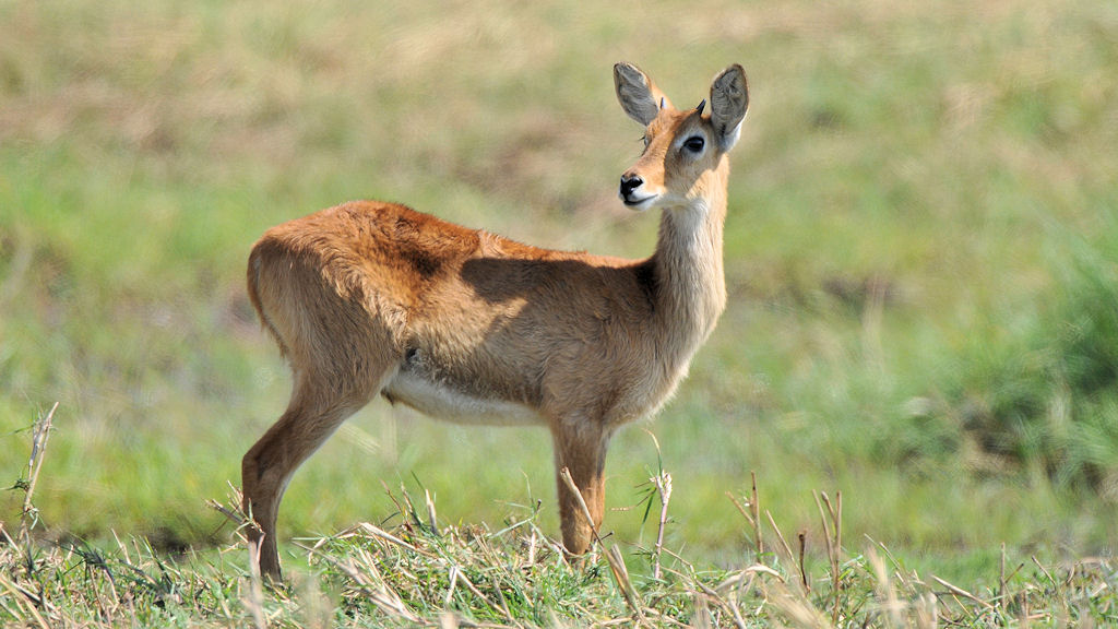Grasantilope (Puku)
Busanga Plains, Kafue
6661