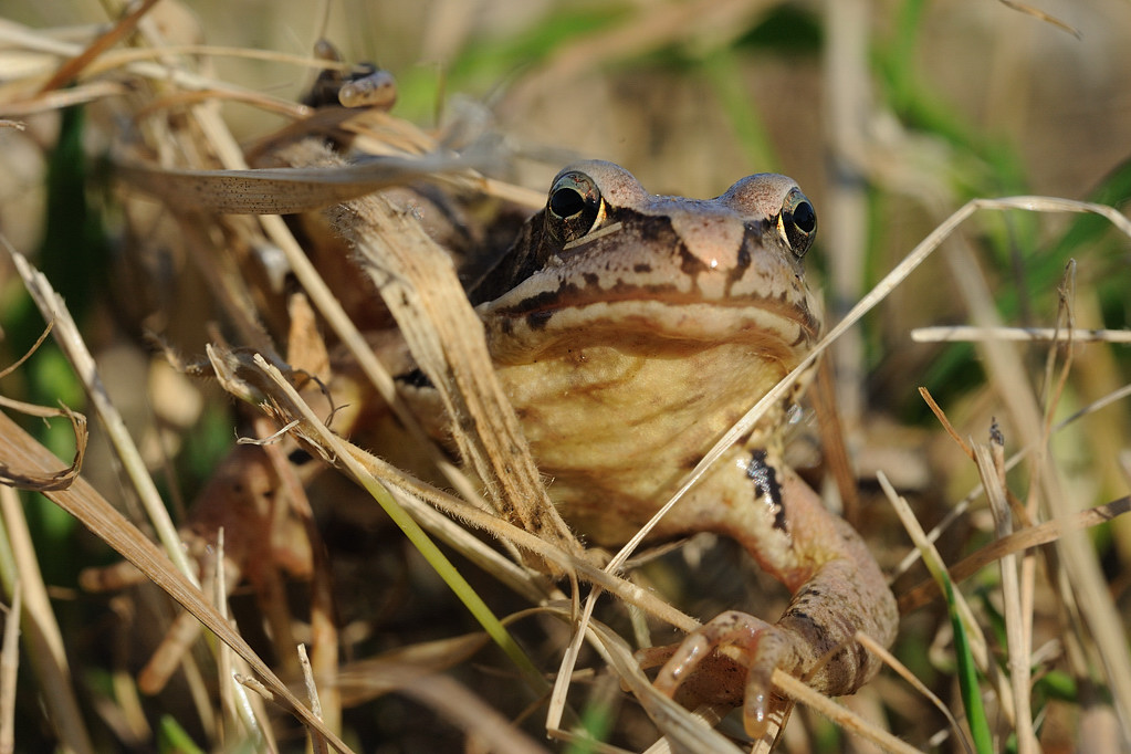 Grasfrosch