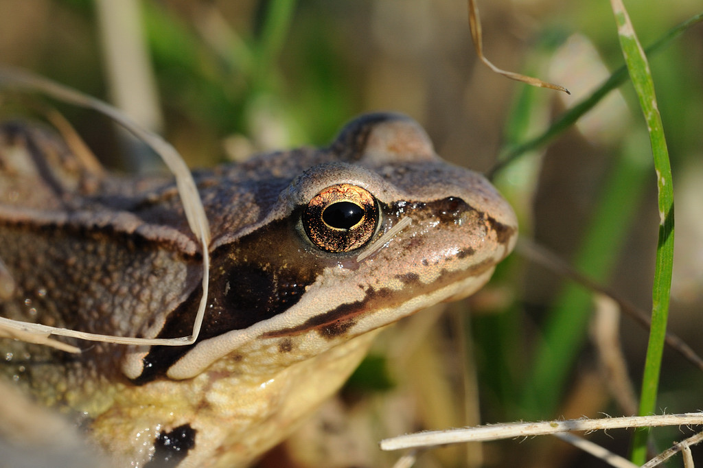 Grasfrosch