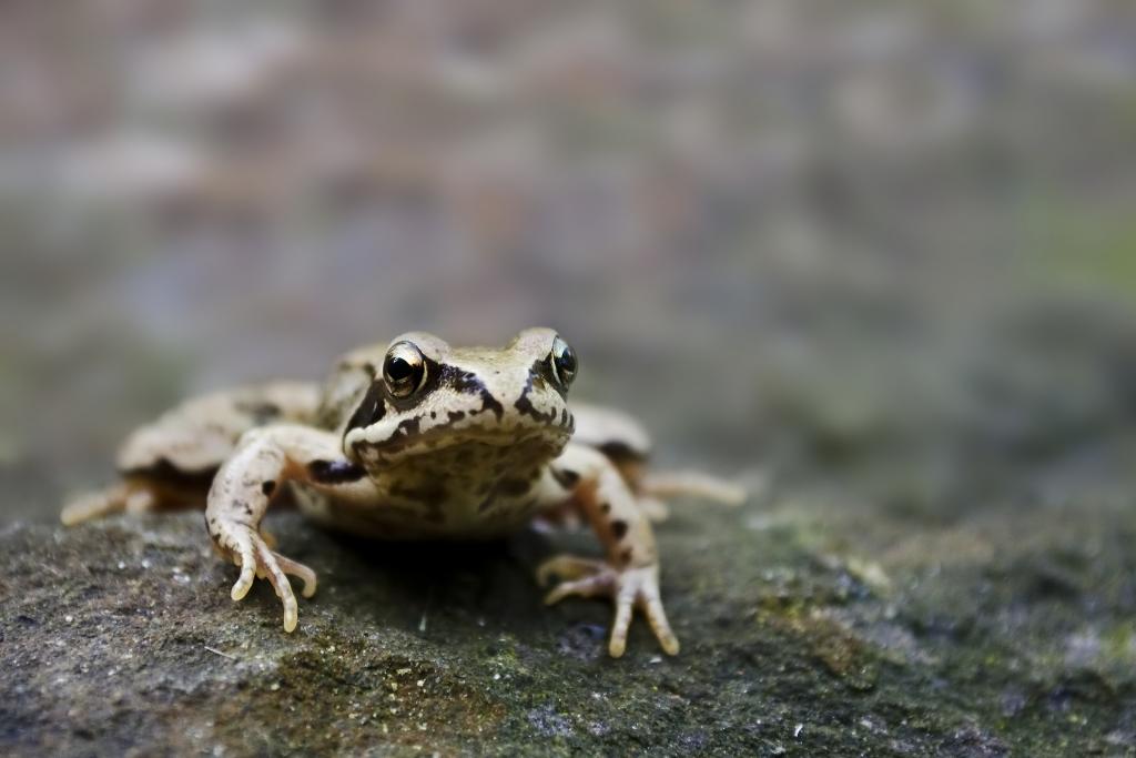 Grasfrosch