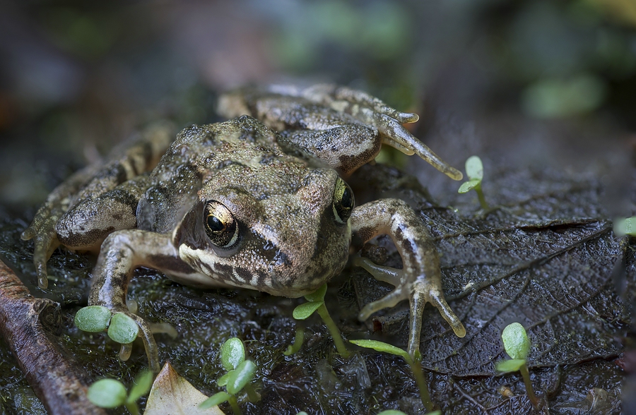 Grasfrosch