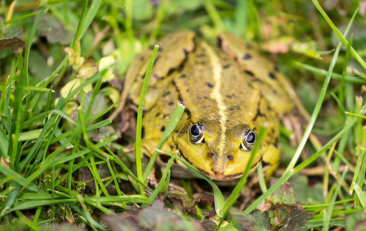 Grasfrosch