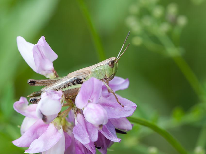 Grashüpfer Gemeiner 2012 06 21 01