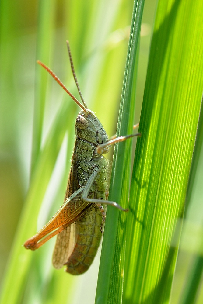 Grashüpfer