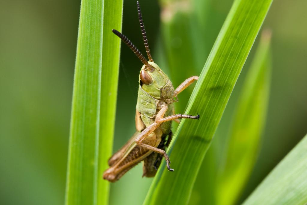 Grashüpfer