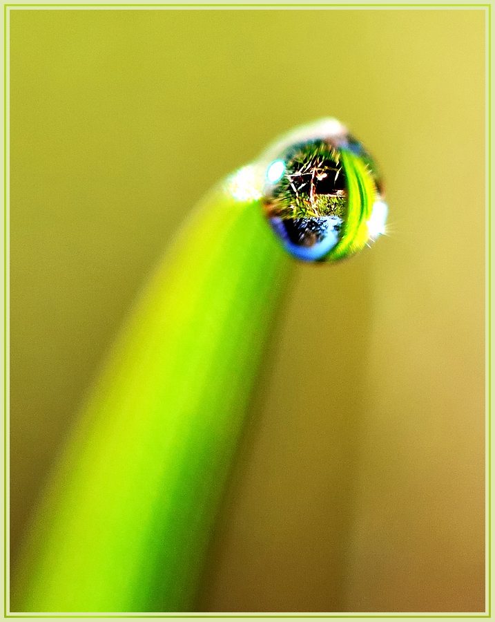 Grashalm web