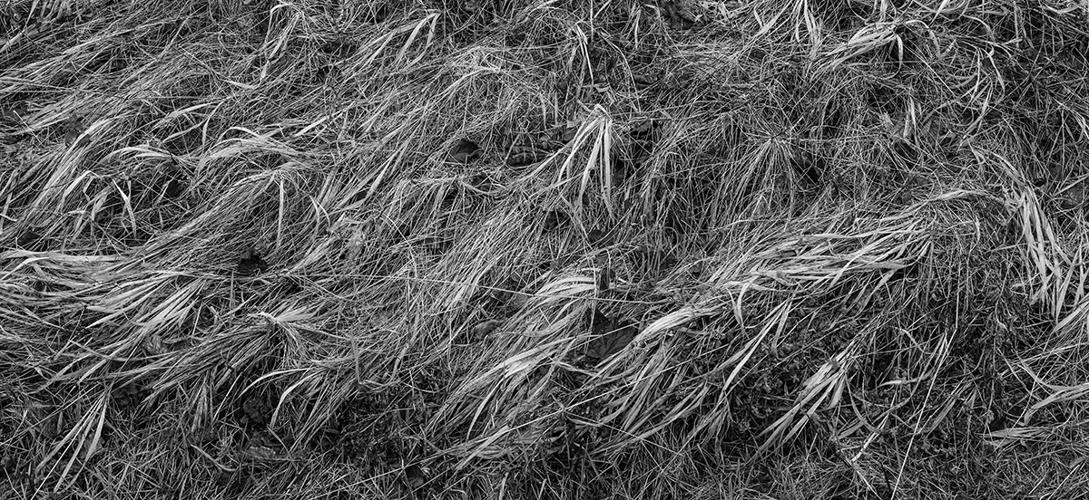 Grass.jpg
