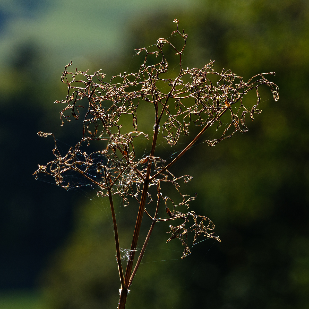 Grass.jpg