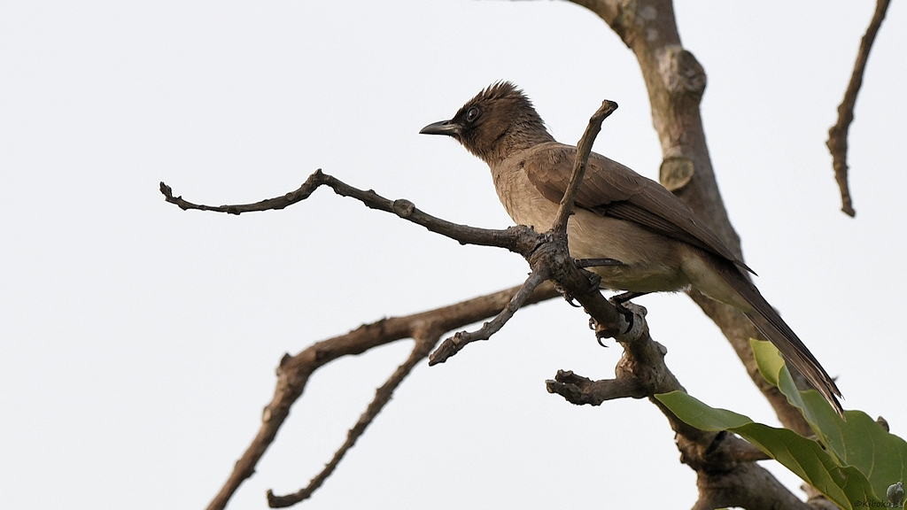 Graubülbül
Im Garten vom Hotel Rocher, Yamoussoukro

s190 Yamoussoukro Common Bulbul 6668