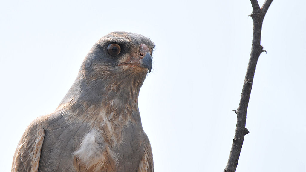 Graubürzel Singhabicht (DarkChuntingGoshawk)
beim Gefiederwechsel 
3875