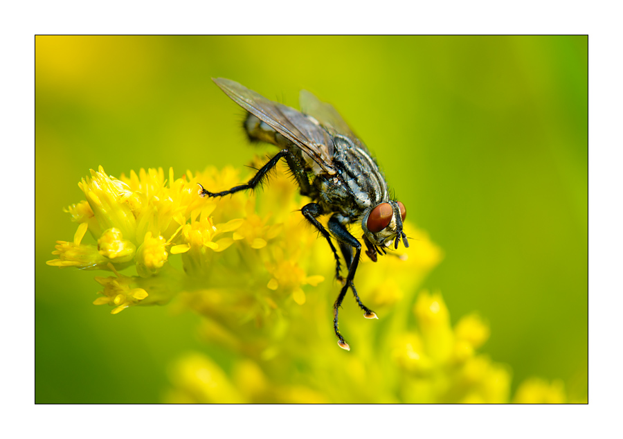 Graue Fleischfliege (Sarcophaga carnaria)

Nikon D800, AF-S Micro-Nikkor f/2.8/ 105 mm, Nikon Speedlighte SB-910, Blende 1:11 bei 1/250 Sekunde.