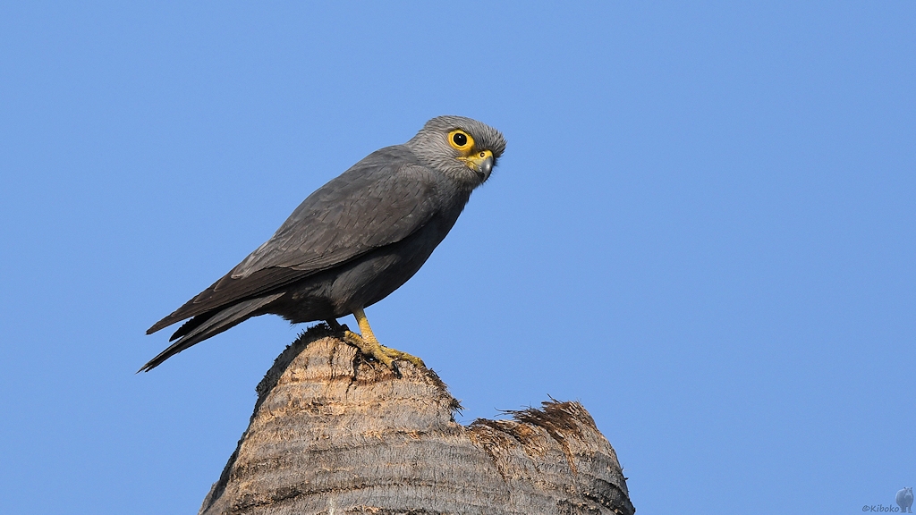 Graufalke (Grey Kestrel)
Katavi Nationalpark

s887 Katavi GreyKestrel 5762
