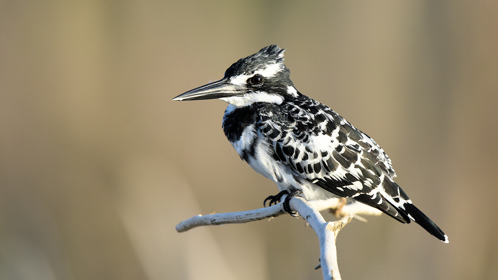 Graufischer, Lake Baringo
5419