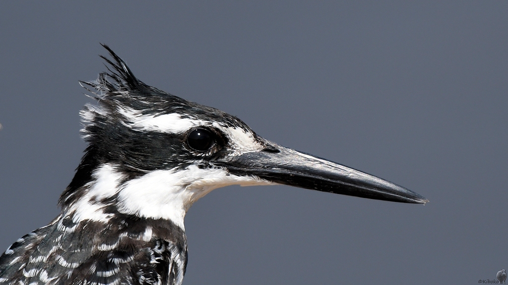 Graufischer (Pied Kingfisher)
Ruaa Nationalpark

s360 Ruaha Graufischer 1764