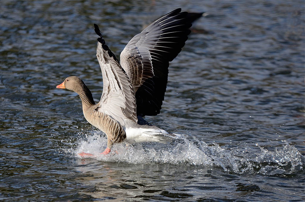 Graugans im Landeanpflug