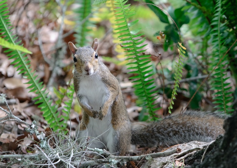 Grauhörnchen