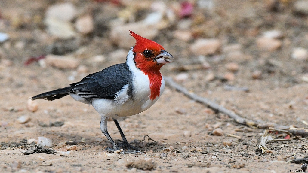 Graukardinal (red-crested cardinal)

s860 PantanalHotel RedCrestedCardinal 4123