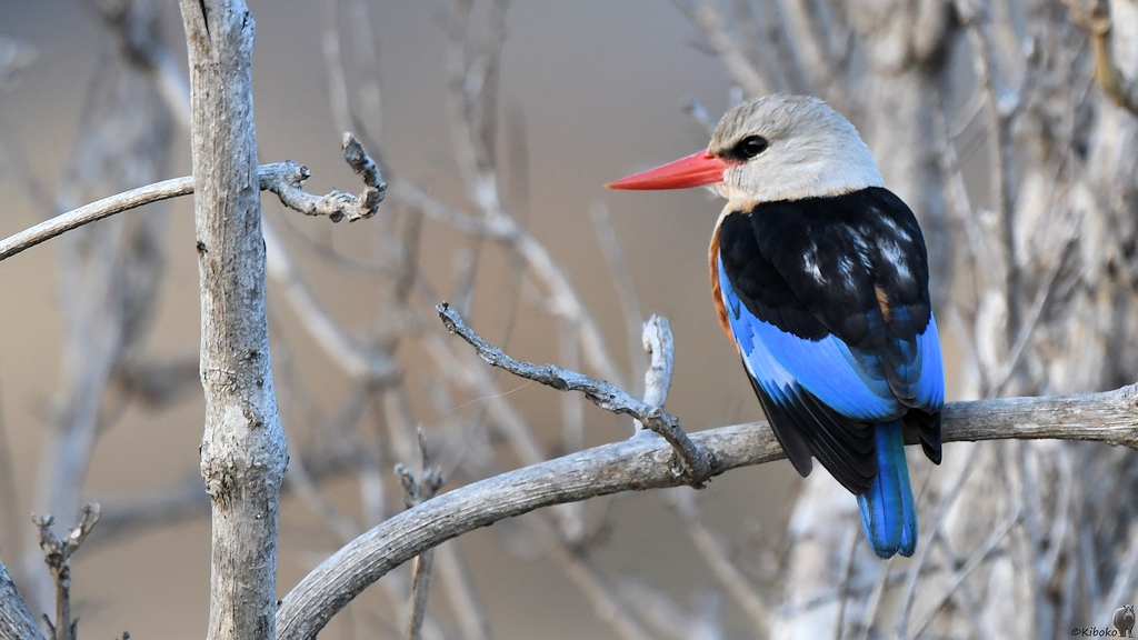Graukopfliest (Grey-headed Kingfisher)
Katavi Nationalpark

s912 Katavi Grey headed Kingfisher 6049