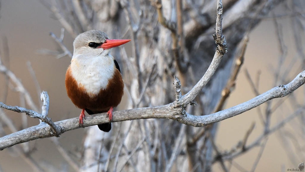 Graukopfliest (Grey-headed Kingfisher)
Katavi Nationalpark

s912 Katavi Grey headed Kingfisher 6057
