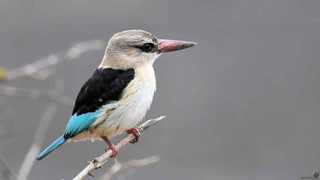 Graukopfliest, Jungtier (Grey-headed kingfisher)
Selous Game Reserve

s1478 Selous juv Gread headed Kingfisher 9602